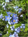 Myosotis_arvensis(176)