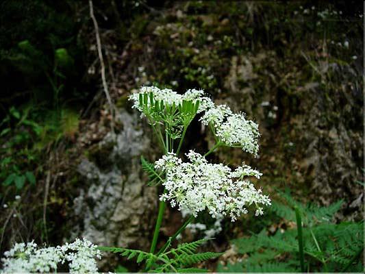 Myrrhis_odorata2614