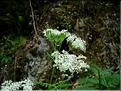 Myrrhis_odorata2614