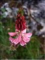 Onobrychis_viciifolia2567