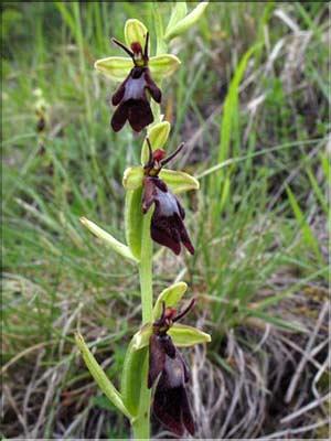 Orchis_insectifera (204)