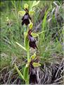 Orchis_insectifera (204)