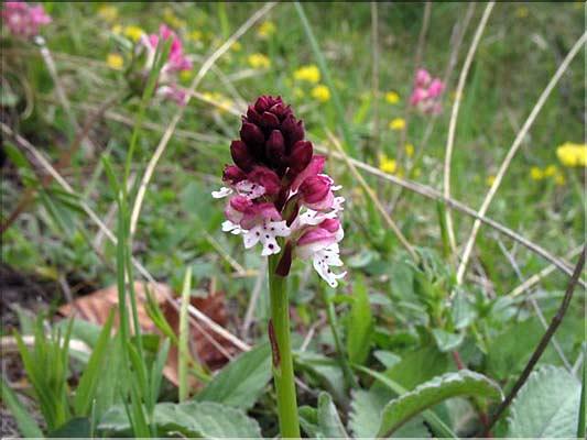 Orchis_ustulata(214)