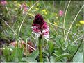Orchis_ustulata(214)