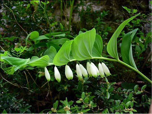 Polygonatum_odoratum2611