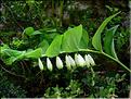 Polygonatum_odoratum2611