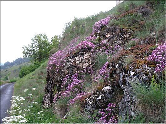 Saponaria_ocymoides