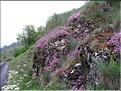Saponaria_ocymoides