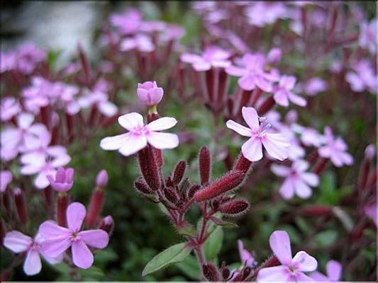 Saponaria_ocymoides2