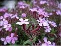 Saponaria_ocymoides2