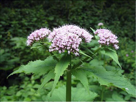 Valeriana_pyrenaica
