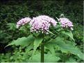 Valeriana_pyrenaica