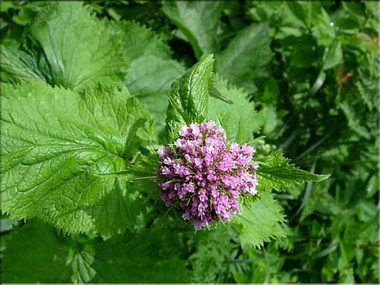 Valeriana_pyrenaica2603