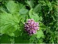 Valeriana_pyrenaica2603