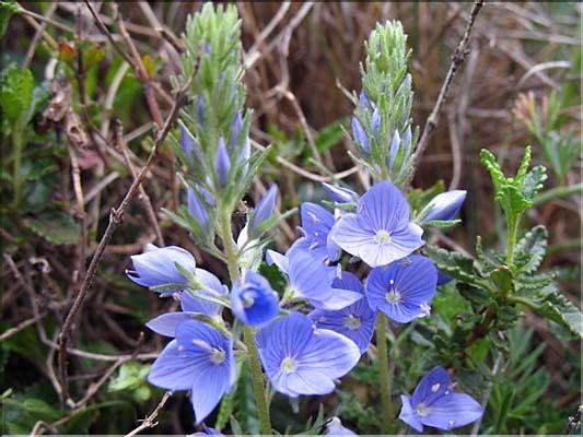Veronica_austriacaTeuc(34)