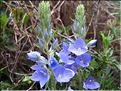 Veronica_austriacaTeuc(34)