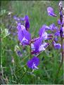 Vicia_onobrychioides2562