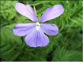 Viola_cornuta
