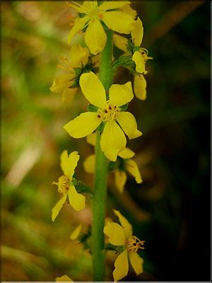 Agrimonia_eupatoria0687