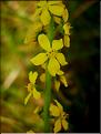 Agrimonia_eupatoria0687