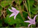 Campanula_patula0625