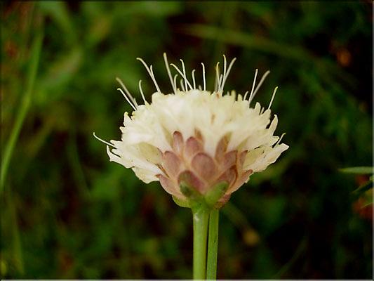Cephalaria_leucantha0686