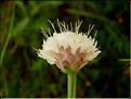 Cephalaria_leucantha0686