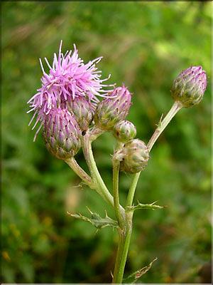 Cirsium_arvensis0713