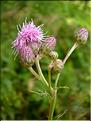 Cirsium_arvensis0713