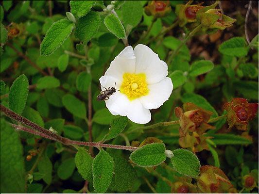 Cistus_salviifolius0640