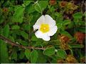 Cistus_salviifolius0640
