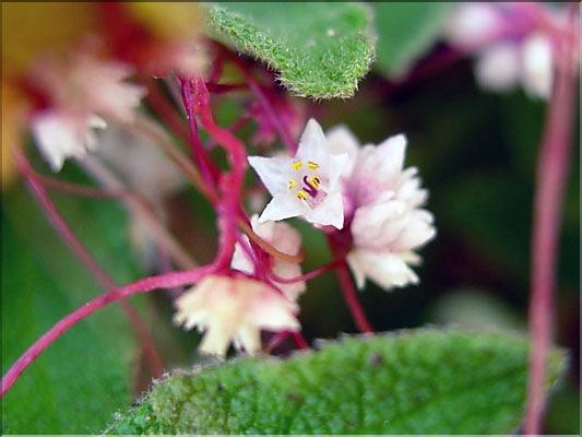 Cuscuta_epithymum0678