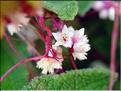 Cuscuta_epithymum0678