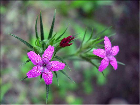 Dianthus_armeriaMD036