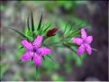 Dianthus_armeriaMD036