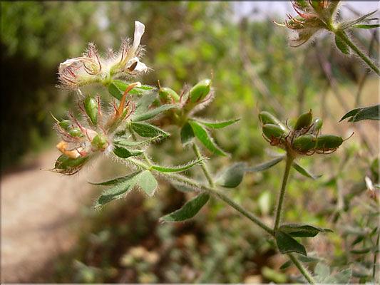 Dorycnium_hirsutum0655