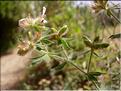 Dorycnium_hirsutum0655
