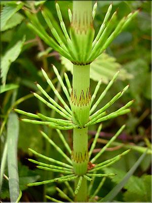 Equisetum_temateia0715