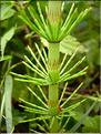 Equisetum_temateia0715