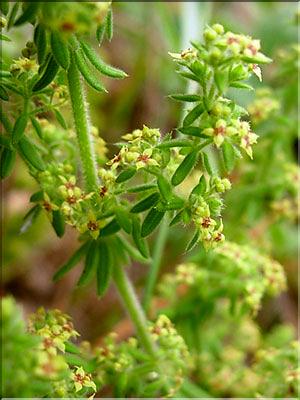 Galium_maritimum0630