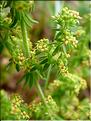 Galium_maritimum0630