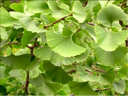 Ginkgo_biloba0621