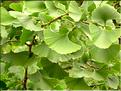 Ginkgo_biloba0621