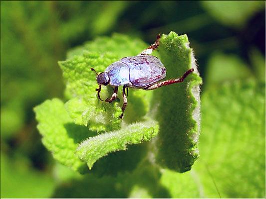 Hoplia_caerulea0704