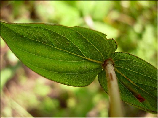 Hypericum_montanum0750