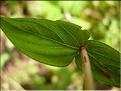 Hypericum_montanum0750