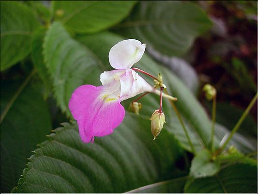 Impatiens_balfouri0703
