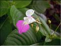 Impatiens_balfouri0703