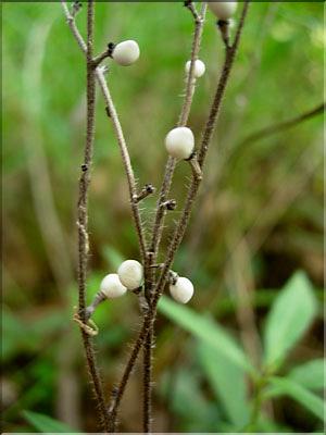 Lithospermum_arvense0737