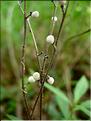 Lithospermum_arvense0737